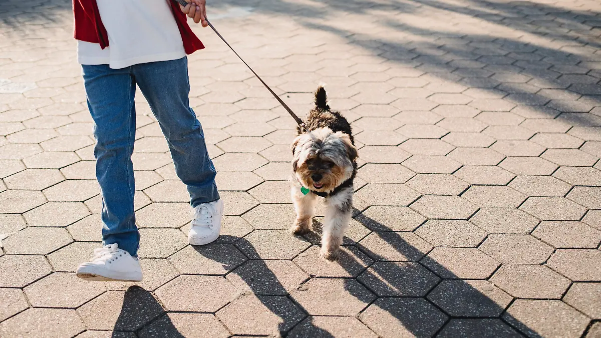 Sacar a pasear a tu perrito en verano